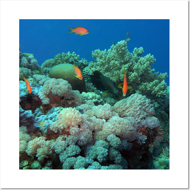 Red Sea Coral Reef Wall Art by likbatonboot